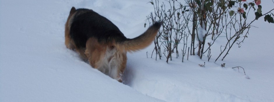 Lorem ipsum dolor sit amet