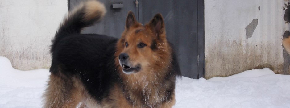 Pellentesque ac lacus dui